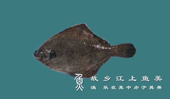 豹鲆‘bào píng’Bothus pantherinus (Rüppell,1828)