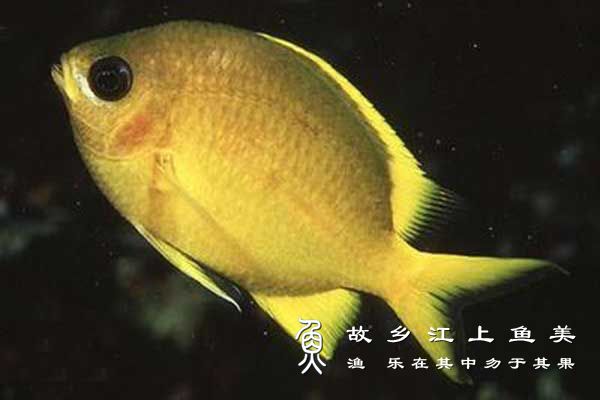 长臀光鳃鱼生活习性及分布特点特征情况