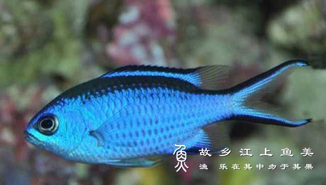 青光鳃鱼，Chromis cyanea，燕尾蓝魔 qīng guāng sāi yú