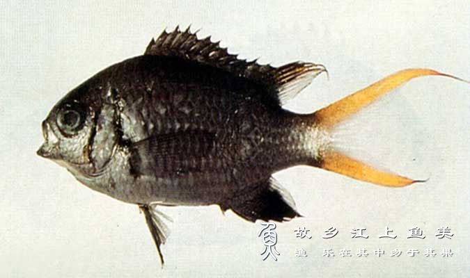 黄腋光鳃鱼的外形特点特征解读