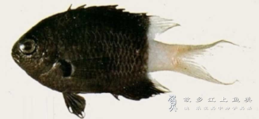 双斑光鳃鱼，Chromis margaritifer，两色光鳃雀鲷，shuāng bān guāng sāi yú