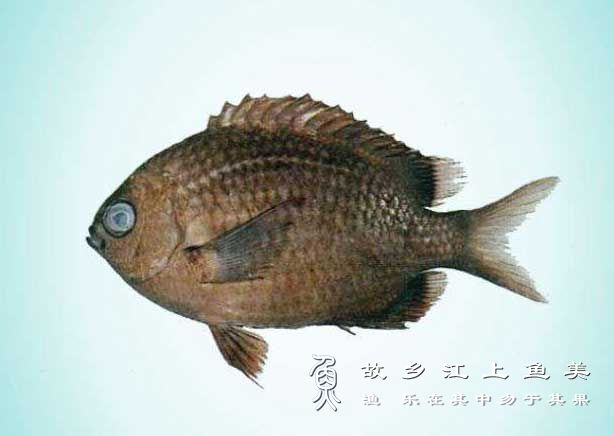 东海光鳃鱼,Chromis mirationis,横带光鳃雀鲷,dōng hǎi guāng sāi yú