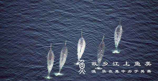 一角鲸的分布范围及种群特点有哪些？