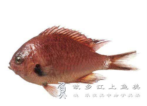 斑鳍光鳃鱼（Chromis punctipinnis) bān qí guāng sāi yú