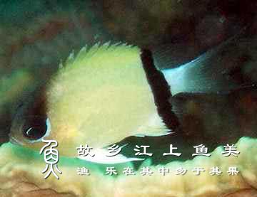 黑带光鳃鱼分布及生活习性特点特征解读