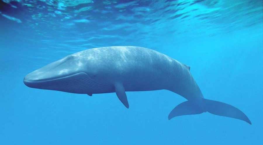 蓝鲸的保护级别怎么样？
