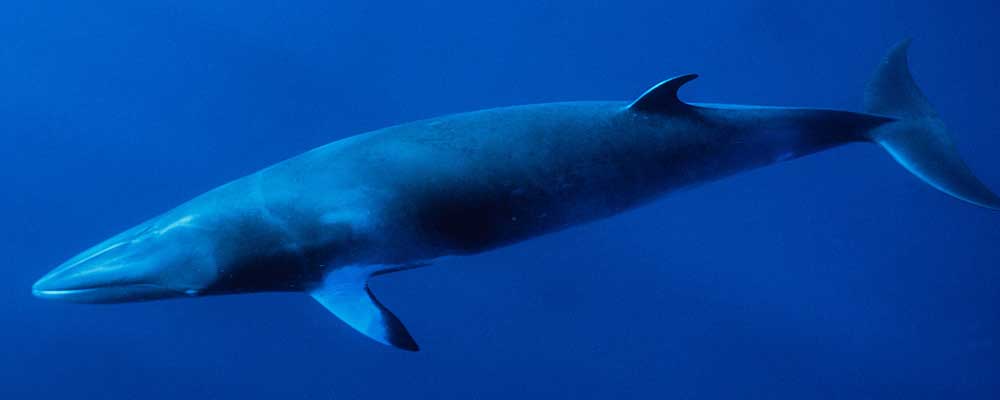 长须鲸的保护级别怎么样？