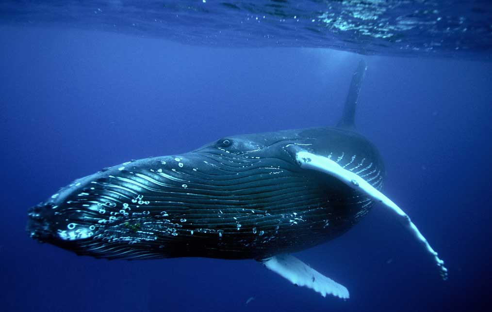 座头鲸目前保护现状怎么样？