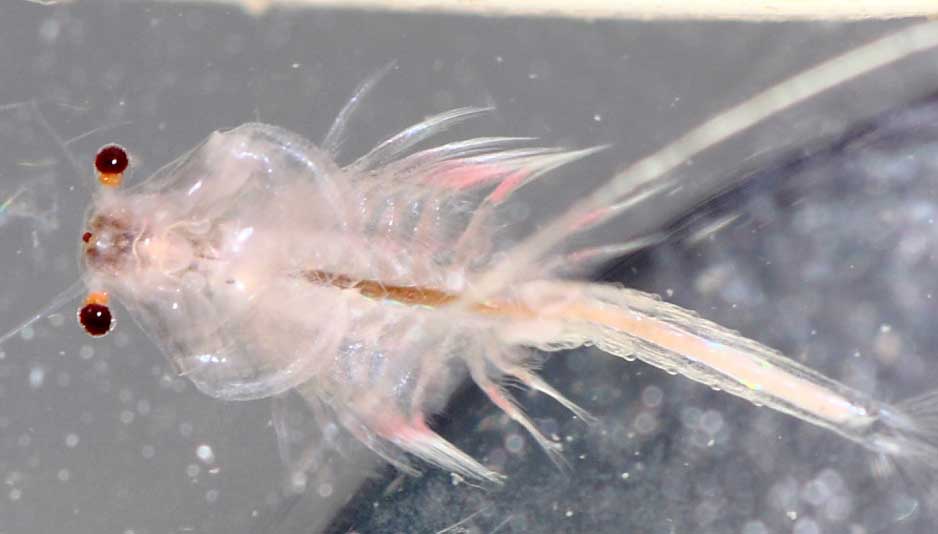 丰年虾的繁殖与饲养方法解读