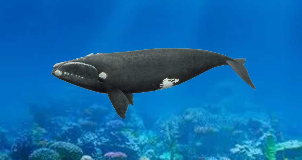 露脊鲸头老茧是如何形成的？
