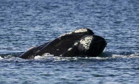 小露脊鲸目前有哪些重大发现？