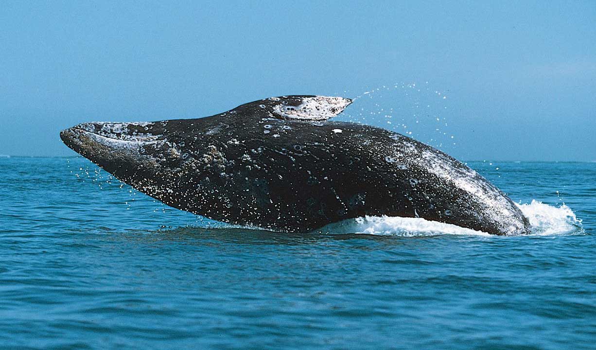 灰鲸怎么进行繁殖？