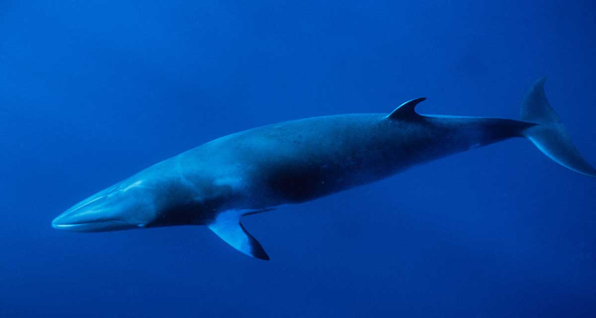 小鳁鲸繁殖方式及动物学史特征