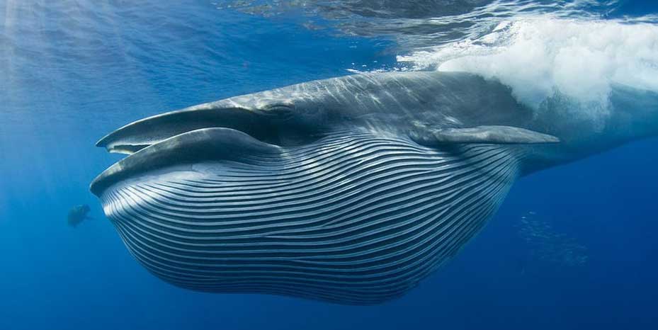 布氏鲸的保护级别状态