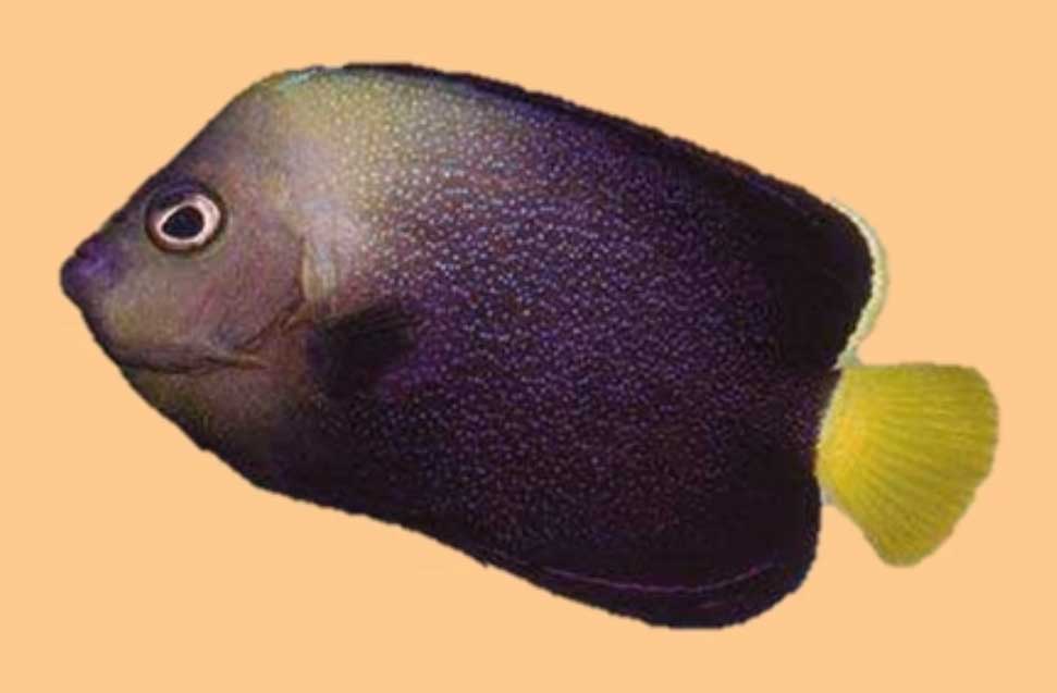 黄头荷包鱼分布范围及特征