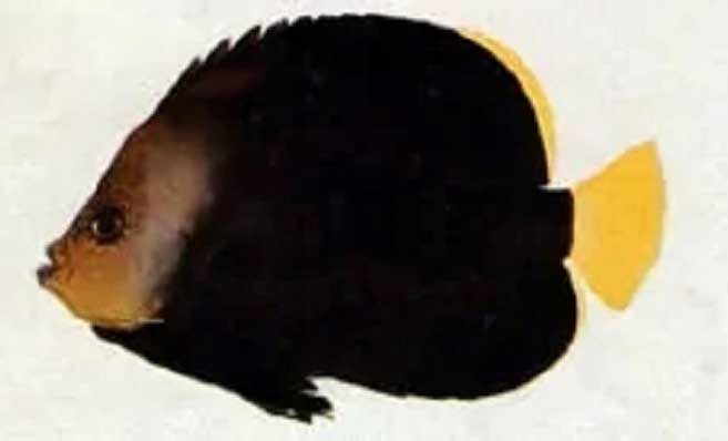 黑身荷包鱼外形特点及分布特征