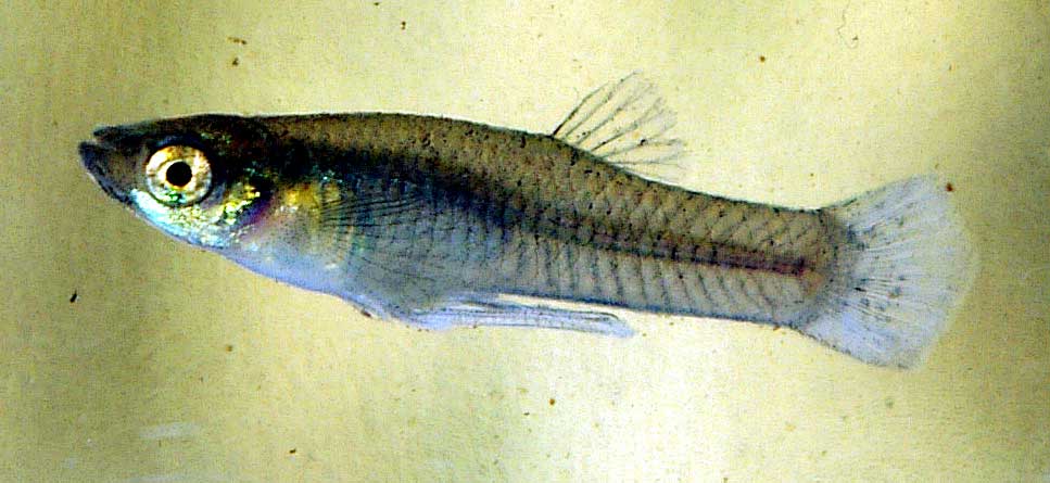 大肚鱼  Gambusia affinis