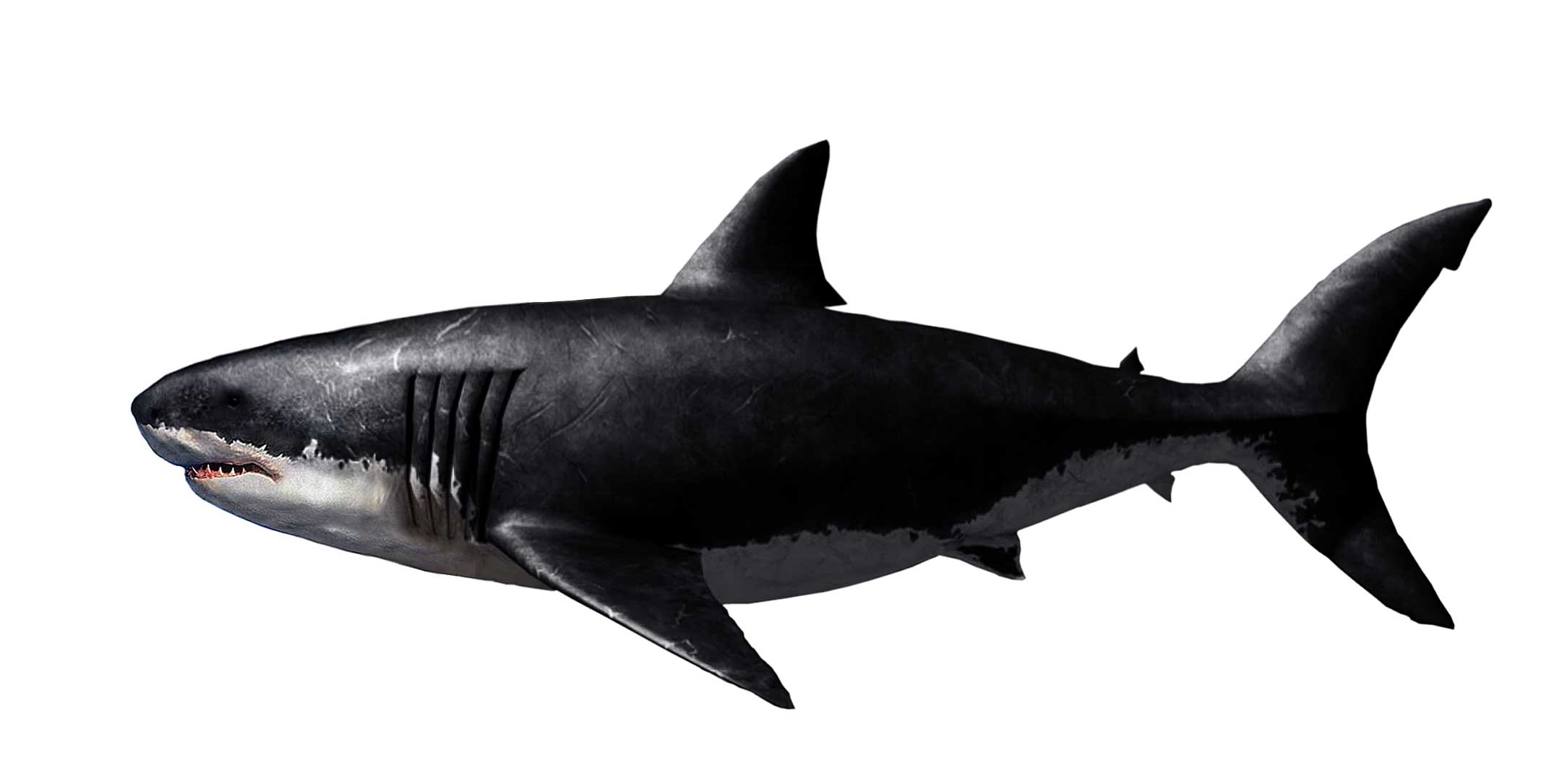 巨齿鲨 jù chǐ shā Carcharocles megalodon(Agassiz，1843)