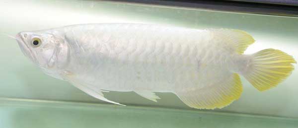 白金龙鱼白化的原因有哪些？