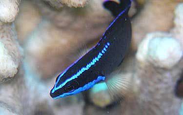 蓝线鱼 lán xiàn yú  Pseudochromis springeri