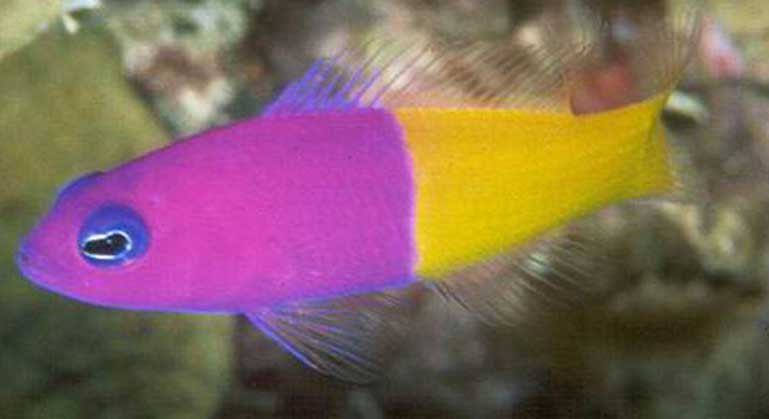紫背草莓鱼  zǐ bèi cǎo méi yú  Purple Stripe Pseudochromis