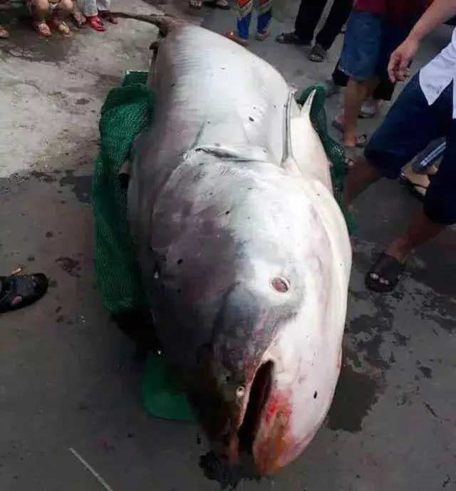 渔民捕获500斤“鲢鱼王”，却只卖了2万