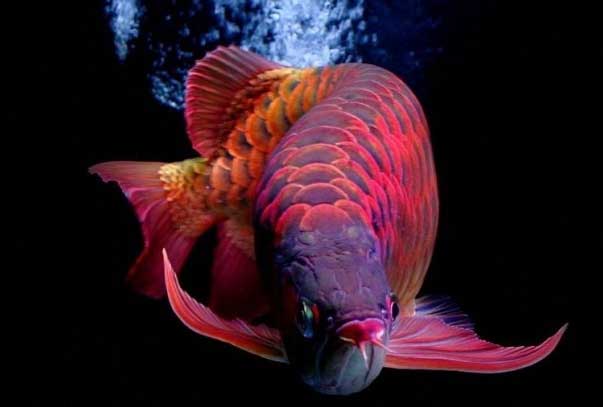 超红龙鱼分类特点有哪些？