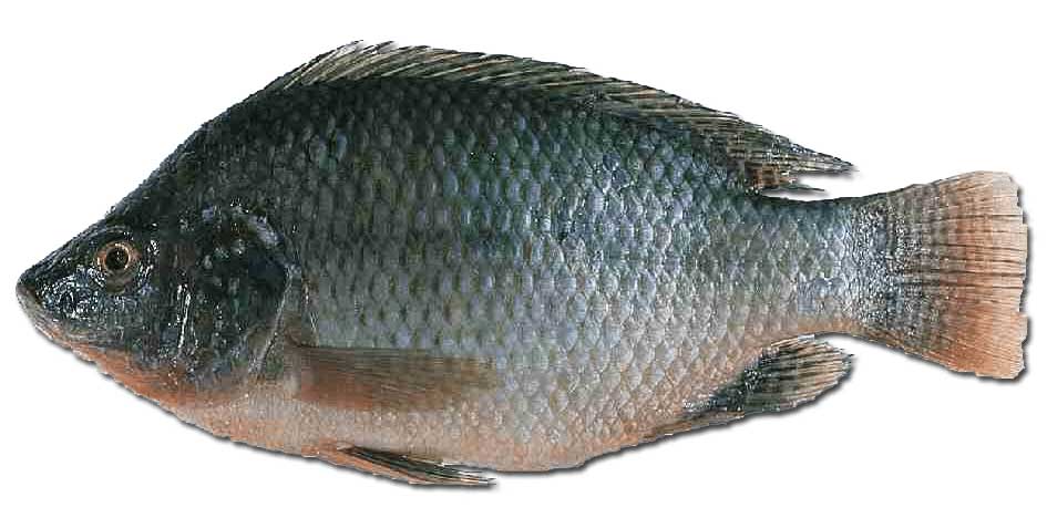 尼罗罗非鱼生活习性及特点解读
