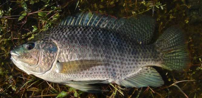 奥利亚罗非鱼生活习性特点及分布