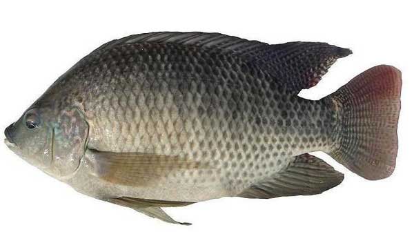 罗非鱼的营养成分有哪些？