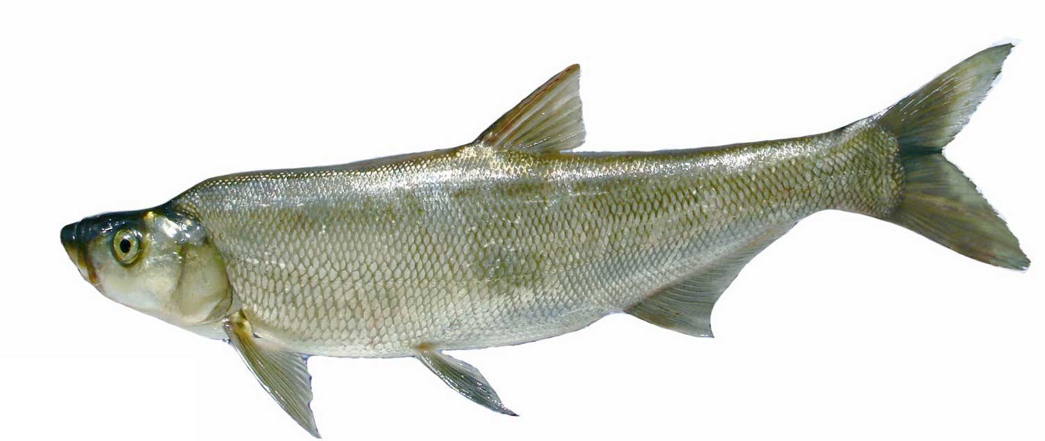 白鱼的营养成分有哪些？