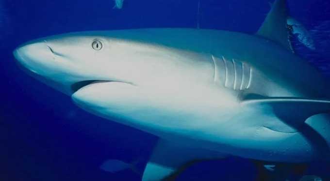 鲨鱼的分类组成有哪些？