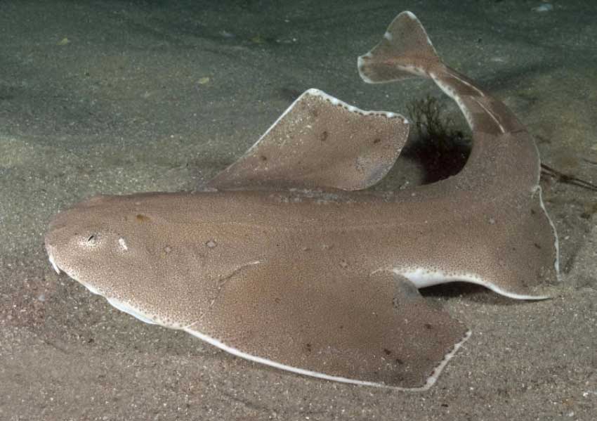 扁鲨目​（Squatiniformes）