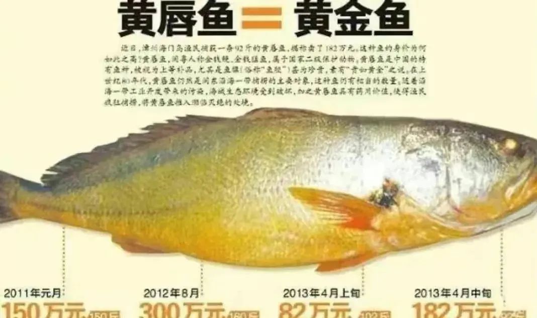 福州渔民捡到一条160斤鱼卖3