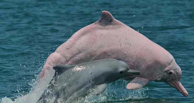 中华白海豚的保护现状情况怎么样？