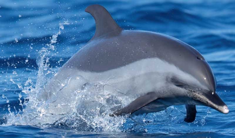 热带点斑原海豚的保护现状级别解