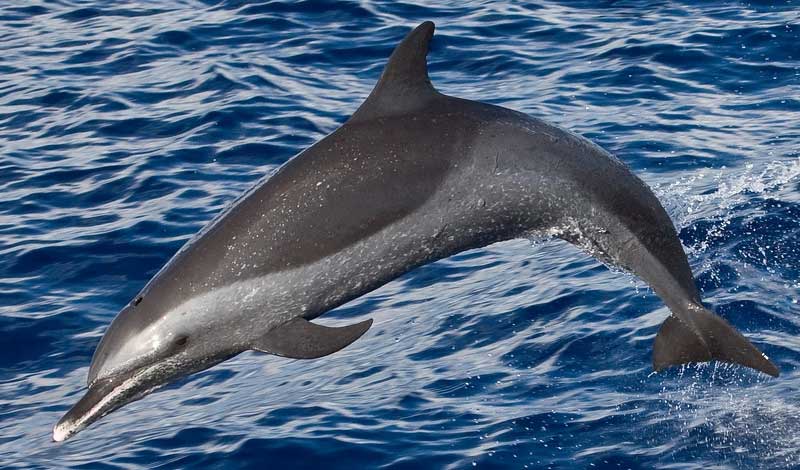 热带点斑原海豚栖息环境及生活习