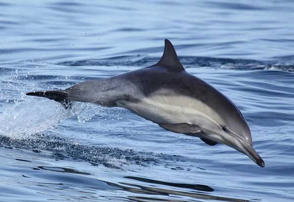 长吻真海豚种群现状及保护级别解读