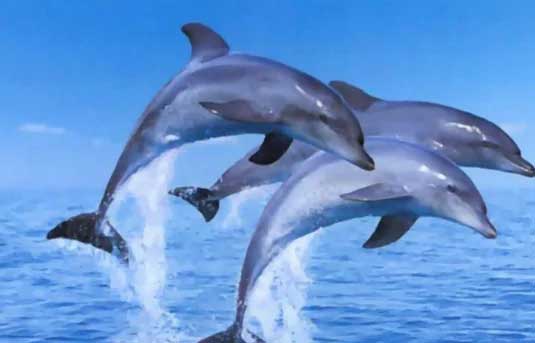 如何区分江豚和海豚？